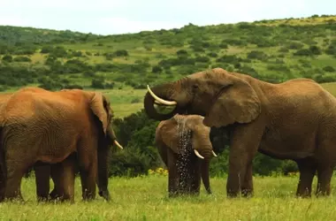 Revelaciones en la Comunicación Elefante: Coros que Transmiten Más de lo Pensado