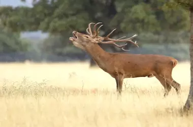 La Berrea en Andalucía: Un Espectáculo Natural Sonoro del Otoño