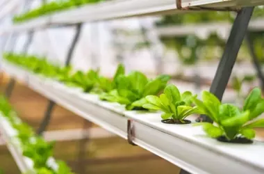 Cultivo Aeropónico con IA: Innovación en la Agricultura Vertical