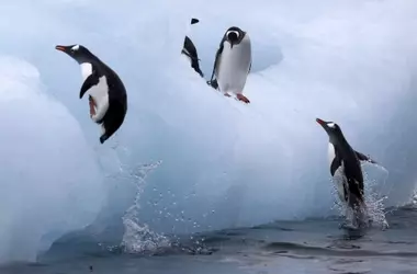 Excrementos de Pingüinos Aceleran el Derretimiento Glacial Antártico