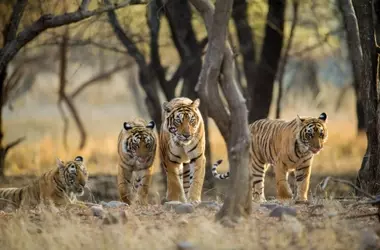 La Resiliencia de la Vida Salvaje: Un Llamado a la Acción para la Conservación Global