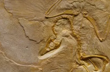 El Enigma del Génesis Animal: ¿Antiguo Origen y Fósiles Elusivos?