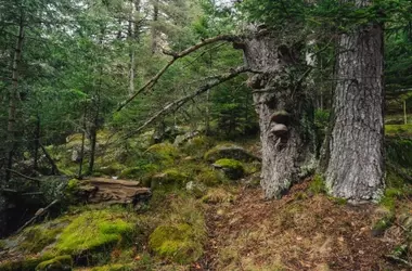Aigüestortes: El Corazón de los Bosques Maduros de España