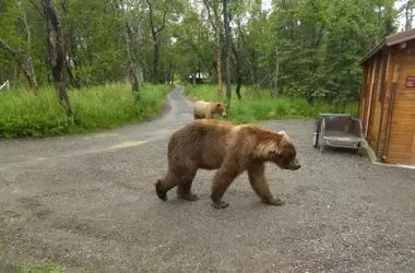Backpack, el Campeón Indiscutible de la Semana del Oso Gordo 2026 en Katmai
