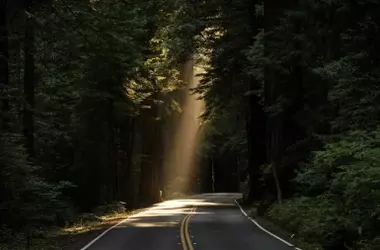 La FAO subraya la urgencia de restaurar bosques degradados y el alto costo de la inacción