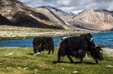 El Enigma Genético de un Bóvido Siberiano Extinto: Un Pariente Lejano del Yak Resurge del Pasado