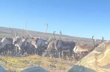 Encuentro Inesperado con una Manada de Renos Salvajes en Islandia