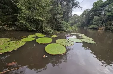 El impactante hallazgo de un nenúfar gigante: el 'Victoria colombiana'