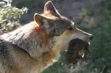 La Xunta insta al Gobierno a entregar datos cruciales sobre el lobo ibérico a la UE