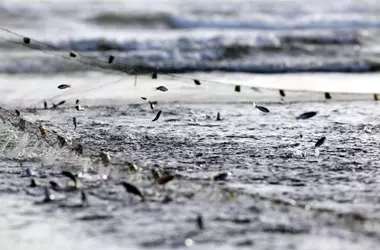 La vida marina costera sufre el impacto de la urbanización: un estudio revela la deteriorada salud de los peces