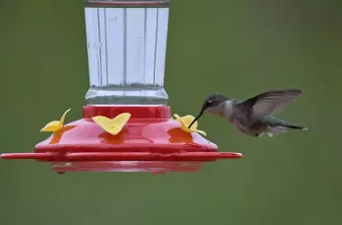 Conflictos entre Colibríes por Alimento: Estrategias de Alimentación para Fomentar la Convivencia