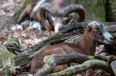 Capacitación del Seprona en la Red Vigía Canarias para la Investigación de la Mortalidad de Fauna
