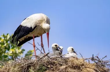 Día Global de las Aves Migratorias 2026: La Observación Ciudadana como Pilar de Conservación