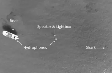 Descubriendo la Sensibilidad Auditiva de los Tiburones: Un Estudio Pionero con Sonidos Submarinos