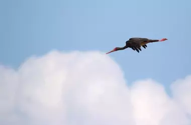 Tablas de Daimiel: Santuario Crucial para la Migración de Aves Amenazadas