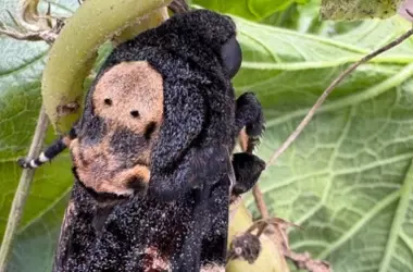 El Enigma de la Polilla Calavera en un Compost Escolar