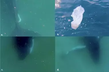 Observación conmovedora de una ballena jorobada en duelo por su cría