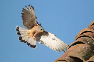 Recuperación de Aves Esteparias en la Comunitat Valenciana: Cernícalo Primilla y Ganga Ibérica Muestran Signos de Éxito