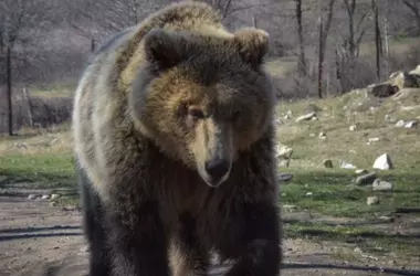 Masacre de osos en Siberia: Cerca de mil ejemplares abatidos tras ataques a humanos