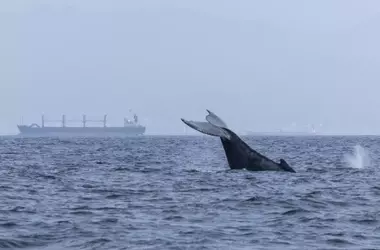Defensa de los Cetáceos: Reducción de Velocidad Naval Urgente
