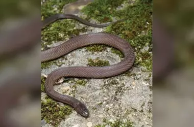 Joven Chino Descubre Nueva Especie de Serpiente Tras Incansable Búsqueda Nocturna en Montañas Kuocang