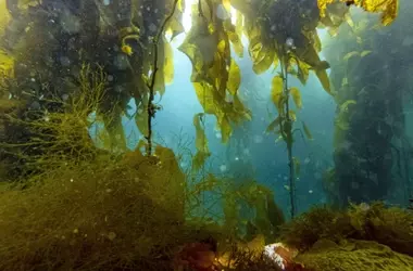 Guardianes Submarinos: La Patagonia Chilena y sus Bosques de Algas Protegidos por Pescadores Artesanales
