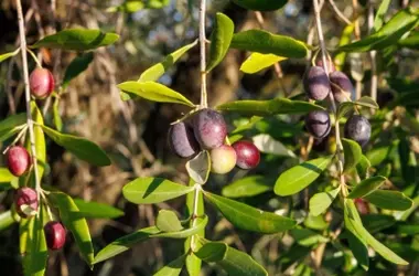 Innovador Uso de Extracto de Cebolla para Combatir la Xylella en Olivos