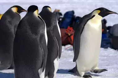 El Impacto Inesperado del Guano de Pingüino en el Deshielo Antártico