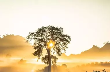 Madrid emprende un ambicioso plan de restauración forestal en la Sierra Oeste tras los devastadores incendios