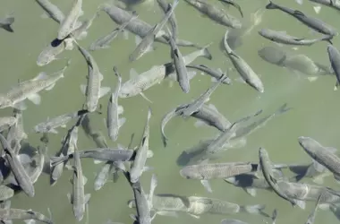 La Fauna Mundial en Alerta: Un Descenso Alarmante y la Urgencia de Actuar