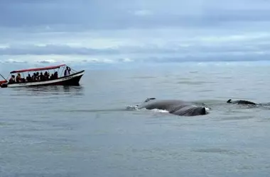 El avistamiento de ballenas: motor para el ecoturismo en el Pacífico colombiano