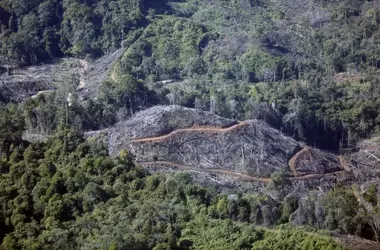 Descenso global en la deforestación: un análisis de los desafíos y progresos