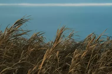 Un Nuevo Vistazo a la Sensibilidad Táctil en el Reino Vegetal