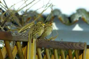 Aves urbanas: Górriones los favoritos, palomas las más problemáticas