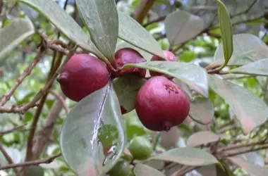 Drones y Control Biológico: Una Solución Innovadora para Combatir la Guayaba Fresa Invasora en Hawái