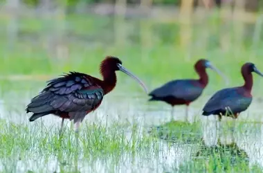 Tradición Agrícola en Sevilla Transforma Arrozales en Santuario para Aves de Doñana