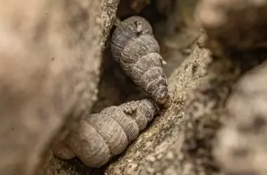 Descubrimiento de dos nuevas especies de caracoles en Montenegro en riesgo por proyecto hidroeléctrico
