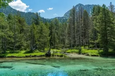 Aigüestortes: Bosques maduros, riqueza ecológica y reserva de carbono