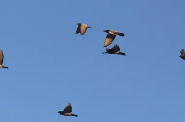 La Plataforma Ecologista Madrileña solicita la supresión de la caza de palomas en El Boquerón