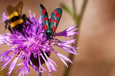 El clima, factor clave en la especialización de plantas y polinizadores, según un estudio global