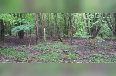 La metamorfosis del suelo: 25 años después de plantar un bosque en Inglaterra, la naturaleza aún recuerda su pasado agrícola