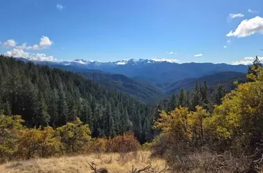 Veneno de rata afecta a los búfalos en California