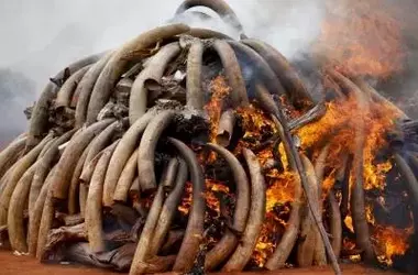 Condena de por vida por el tráfico de especies protegidas en Kenia