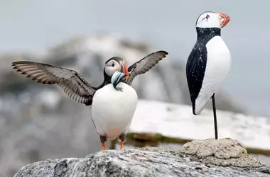 Celebrando un Legado de Conservación: Los 90 Años del Campamento Audubon en Hog Island