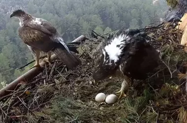 Recuperación del Hábitat del Águila Perdicera en Espadán Tras el Incendio Forestal