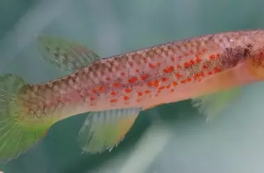 Descubierta una Nueva Especie de Pez en la Amazon￭a Brasile￱a y se Solicita su Catalogaci￳n como "En Peligro"