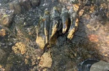 Descubrimiento Asombroso: Diente de Mastodonte Milenario Emerge en Arroyo Californiano