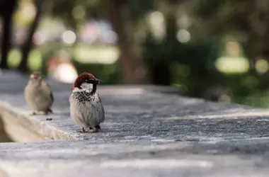 Aves Urbanas: Gorriones y Ánades, Favoritos; Palomas, Conflictivas, Según Estudio