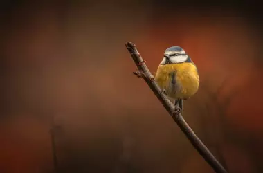 Pajareros 2026: Las Aves como Testigos del Cambio Planetario