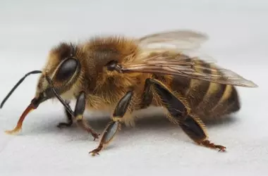 El fascinante aguijón de abeja: una microbomba de doble pistón que sigue inyectando veneno
